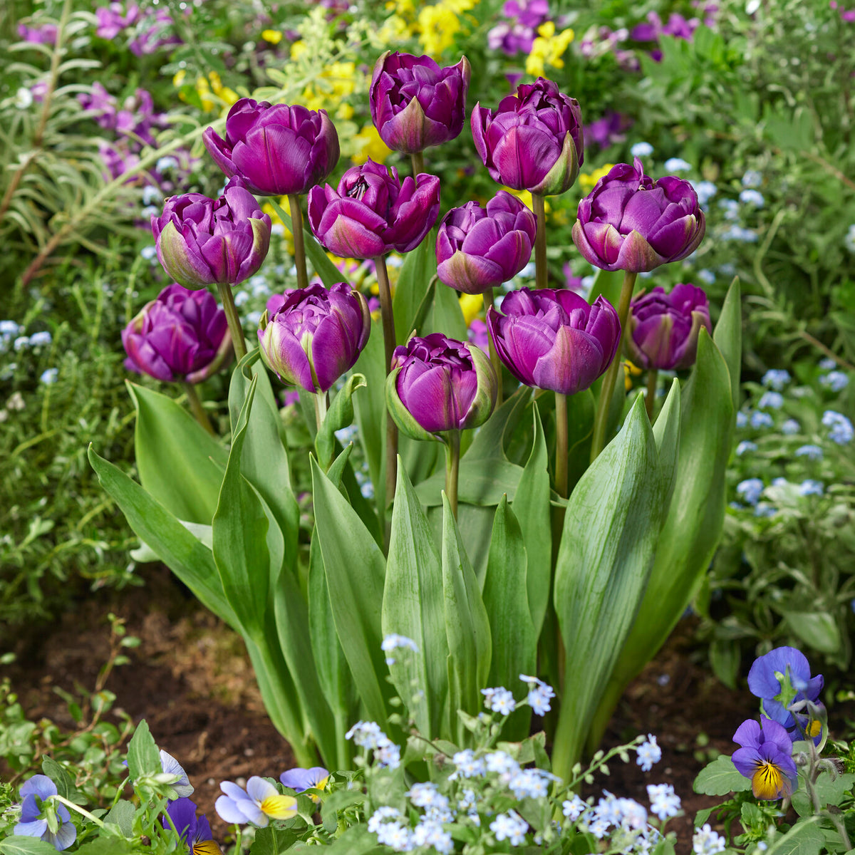 Tulpe Negrita - Tulipa Negrita - Bakker