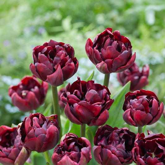 Tulpe Palmyra - Bakker