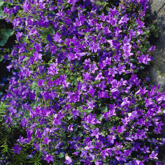 Dalmatiner Polster-Glockenblume - Bakker