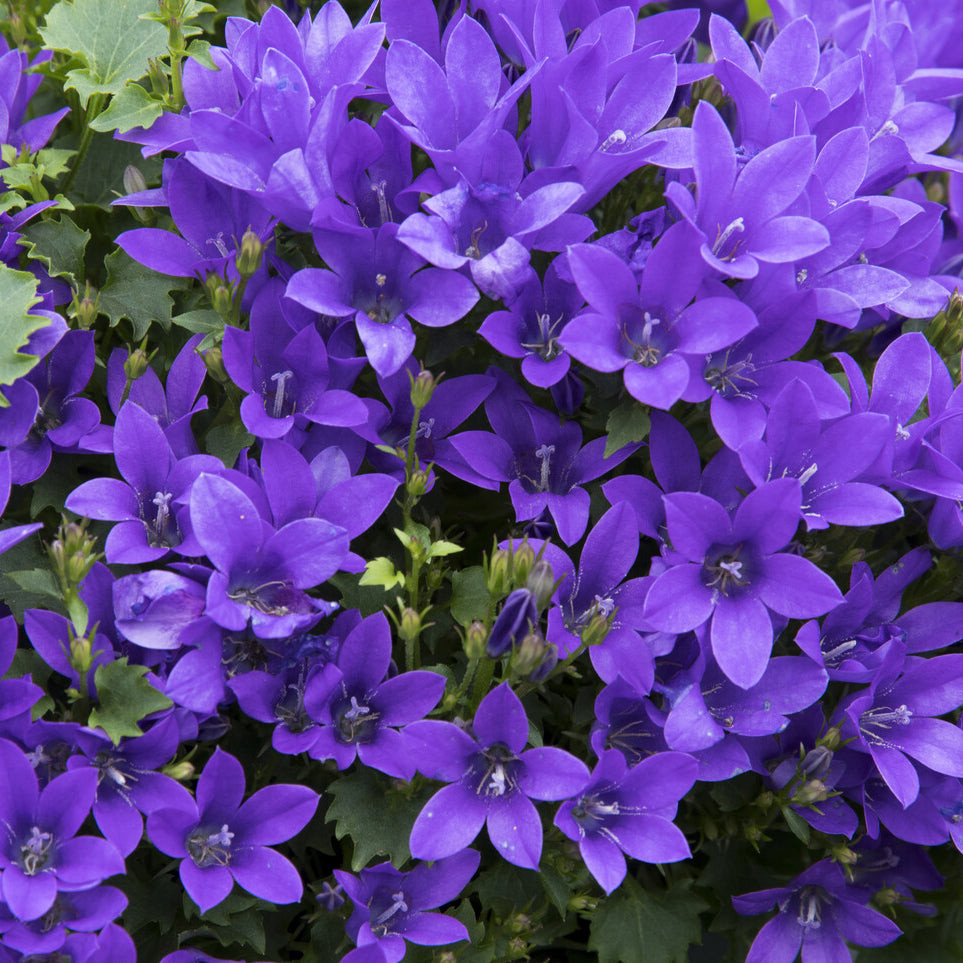 Mauer-Glockenblume - Campanula portenschlagiana