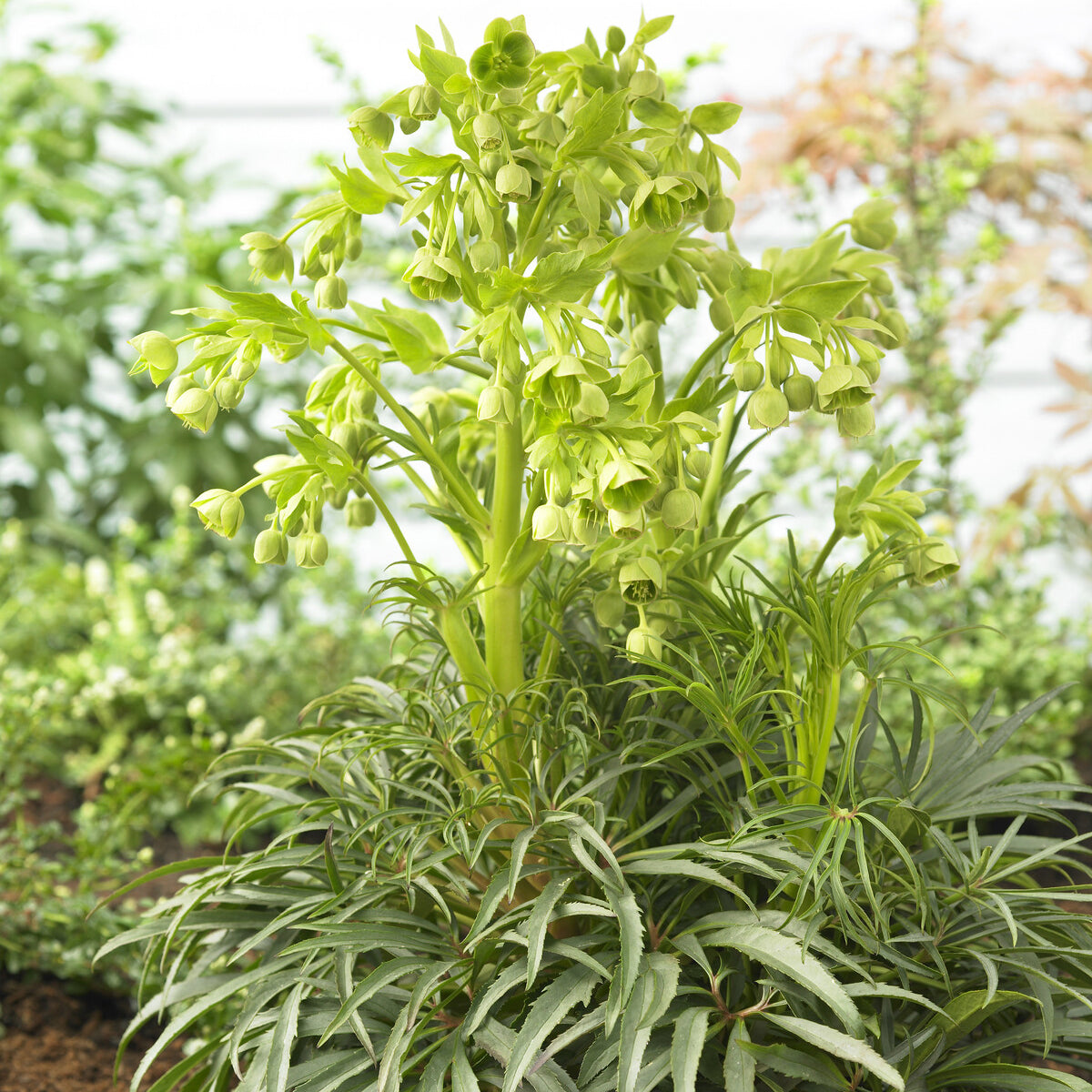 stinkende zimmerpflanzen Stinkende Nieswurz 'Wester Flisk' - Helleborus foetidus wester flisk