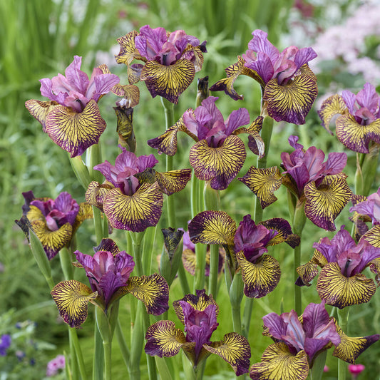 Sibirische Schwertlilie 'Juniper Leigh' - Bakker