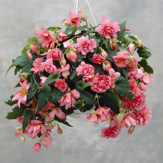 Rosa Hängende Begonie - Bakker