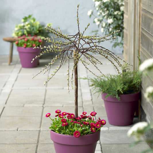 Kriechweide 'Iona' - Bakker