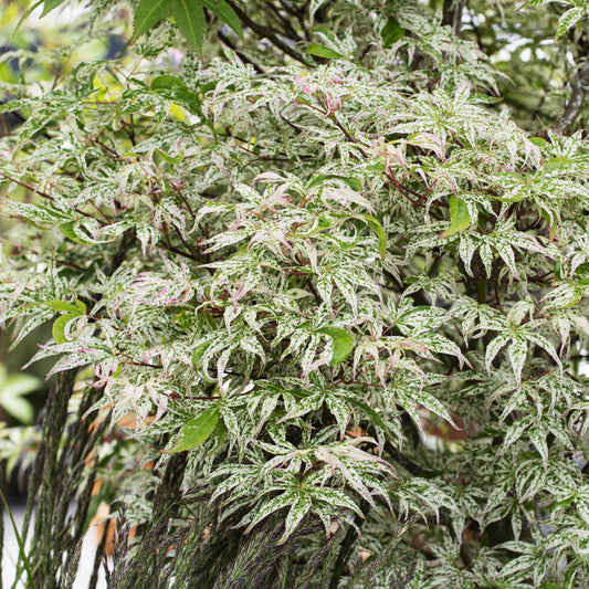 Fächer-Ahorn 'Ukigumo' - Bakker