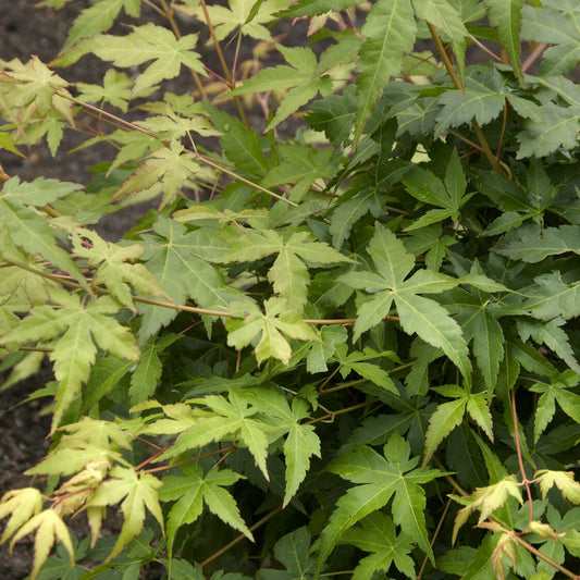 Fächerahorn 'Bi-hoo' - Bakker