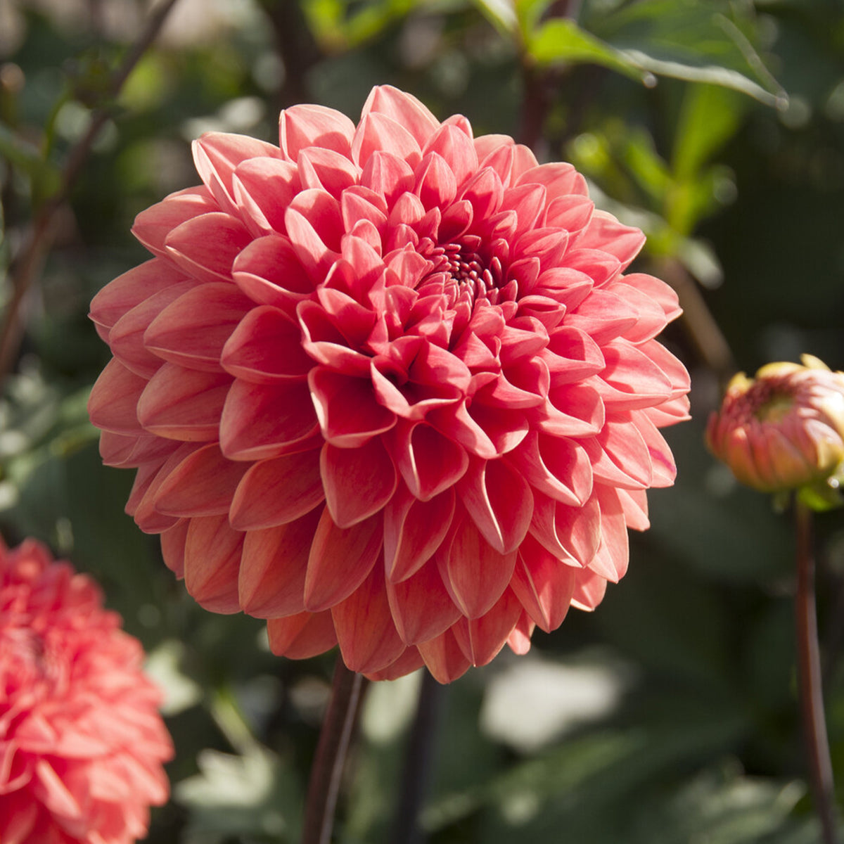 Dahlie Blitzer - Dahlia Blitzer - Bakker