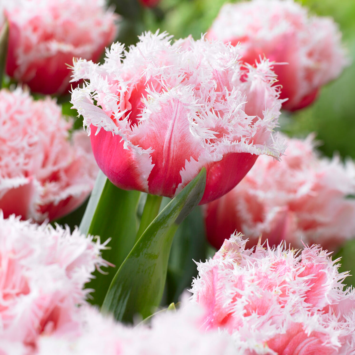 Gefranste, gefüllte Tulpe ‘Queensland’ (x5)