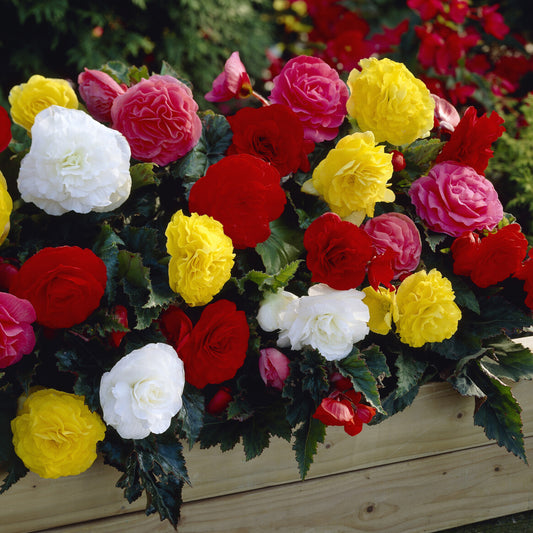 Begonie Non Stop Mocca - Bakker