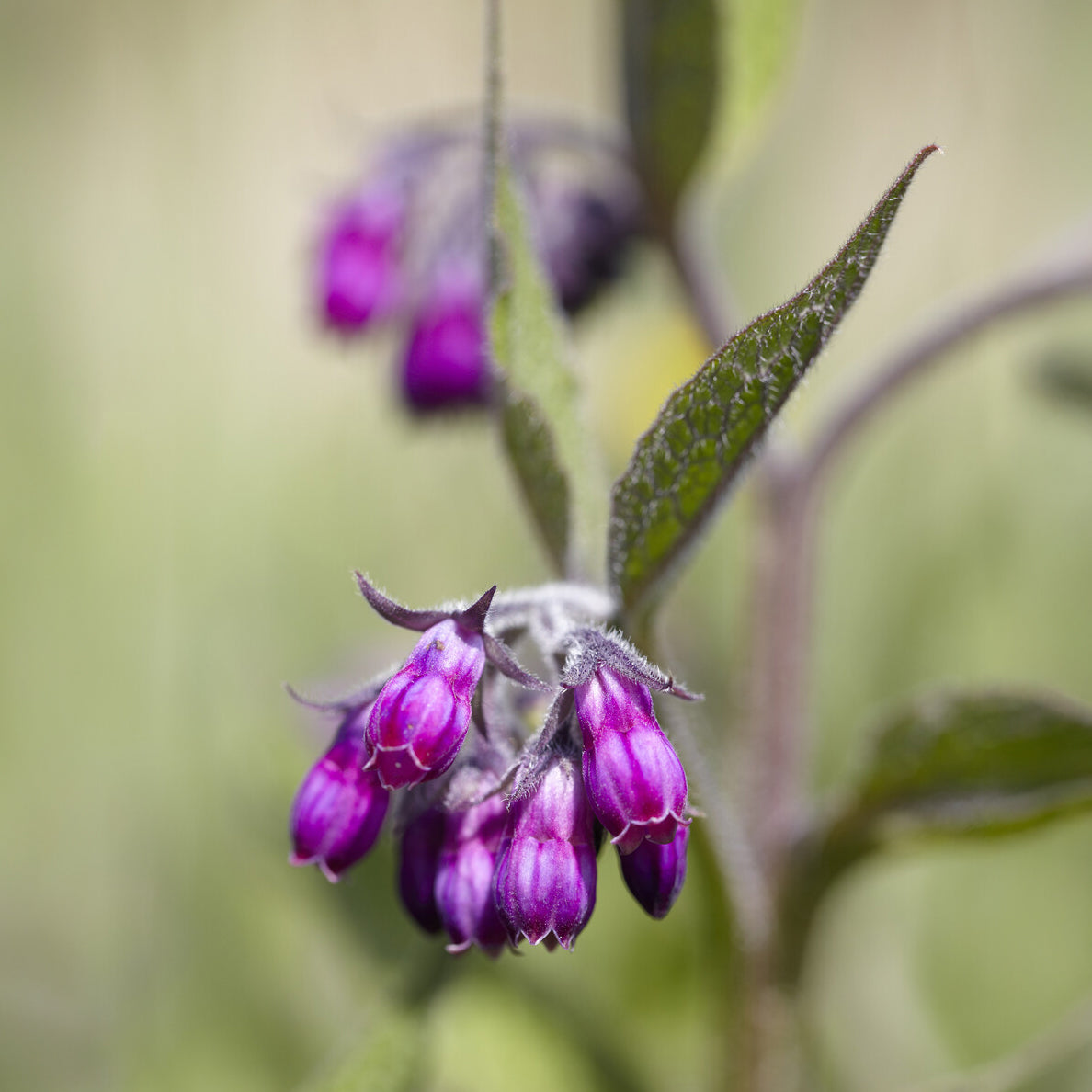 beinwell saatgut bio Beinwell - Symphytum officinale