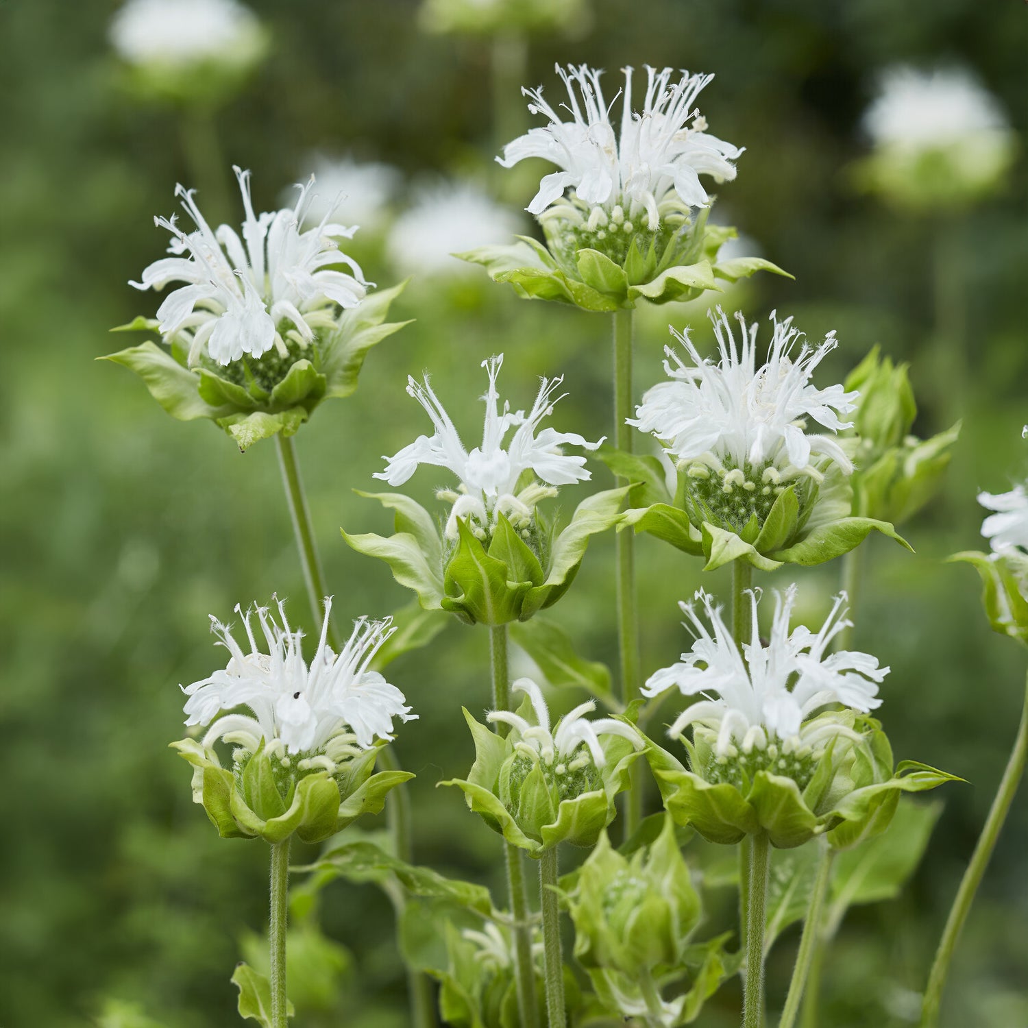 Bergamotte-Pflanze 'Schneewittchen' - Monarda schneewittchen