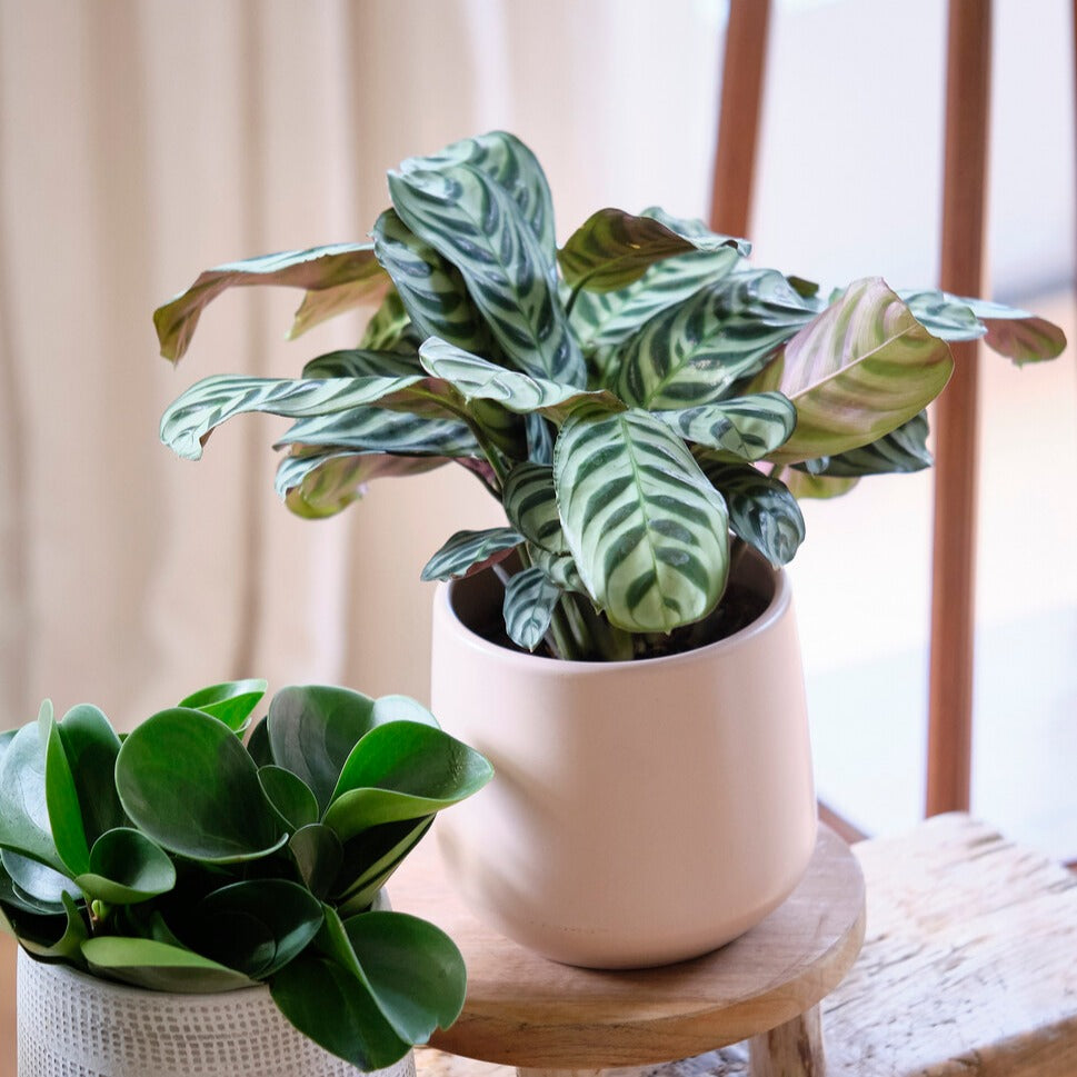 Korbmarante - Ctenanthe burle-marxii