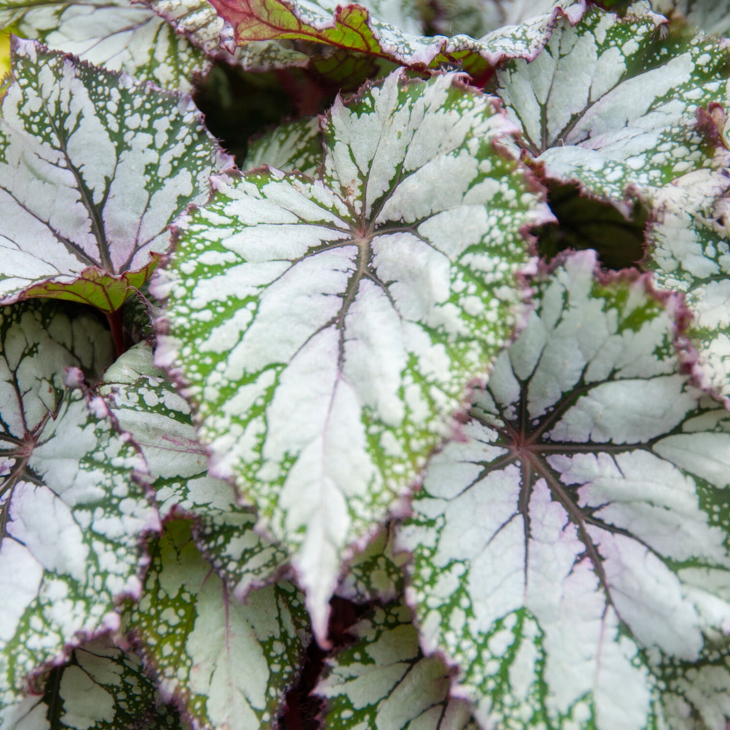 blattbegonie zimmerpflanzen Blattbegonie 'Asian Tundra' - Begonia beleaf asian tundra