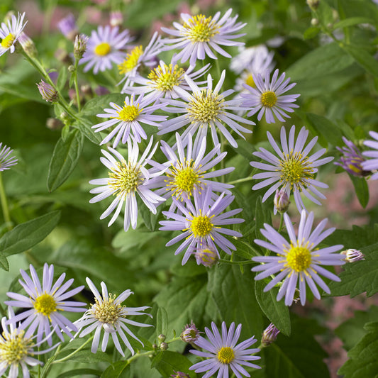 Ageratum-ähnliche Aster 'Asran' - Bakker