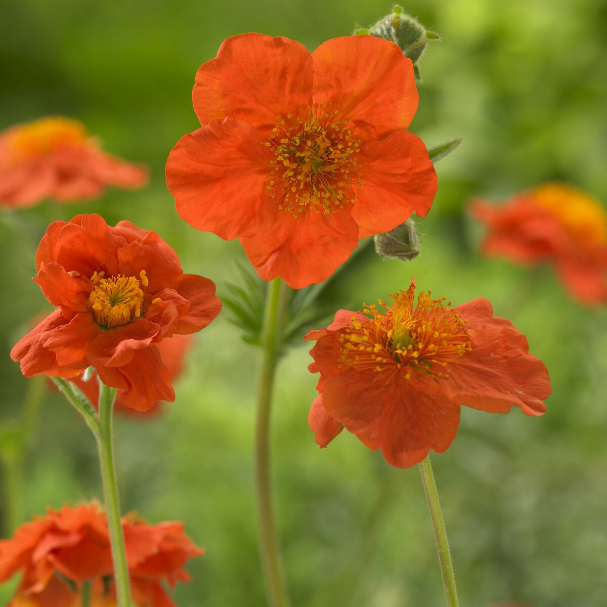 Nelkenwurz 'Borisii' - Bakker