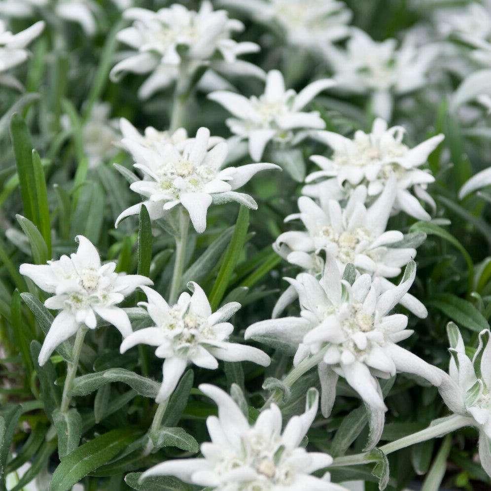 edelweiss klapprad Alpen-Edelweiss - Leontopodium alpinum