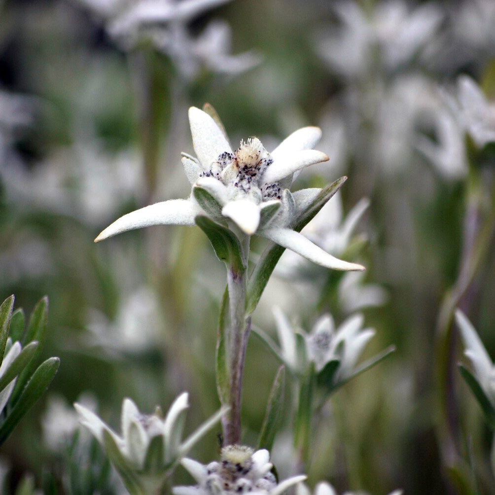 klapprad edelweiss Alpen-Edelweiss - Leontopodium alpinum
