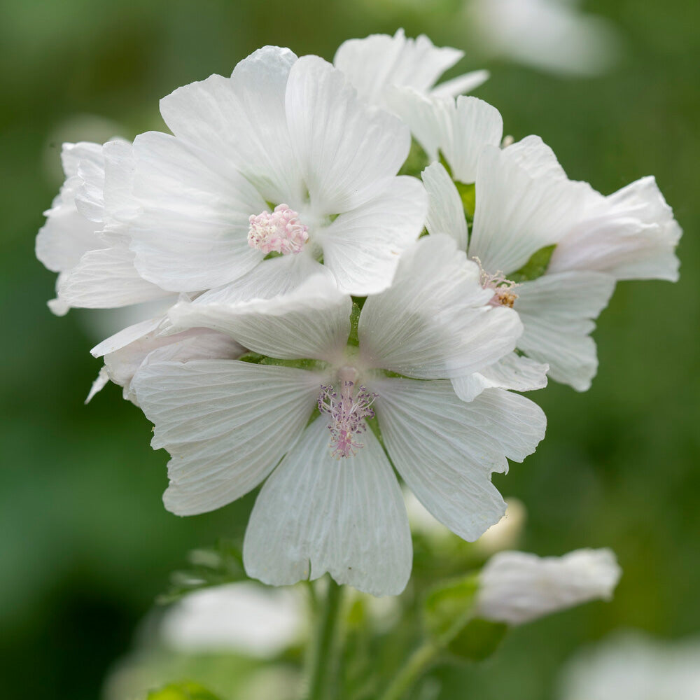 Malva moschata alba - Moschus-Malve weiß - Malven