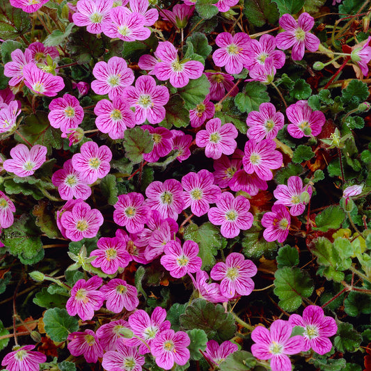 Reiherschnabel 'Bishopsform' - Bakker