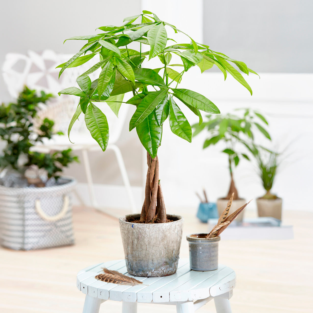 Glckskastanie - Pachira aquatica | Bakker.com