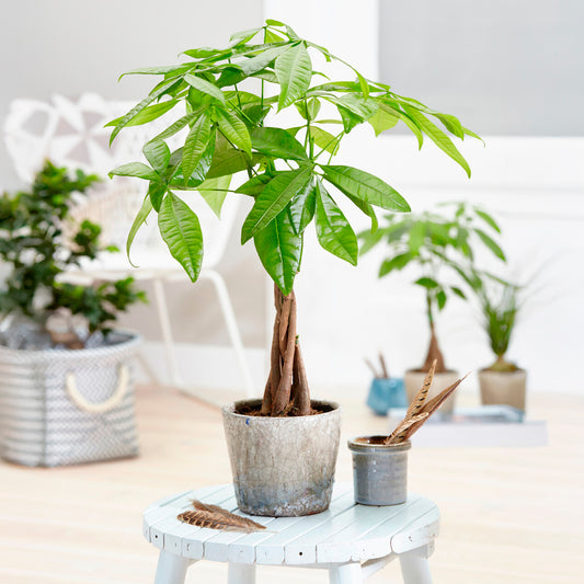 Glückskastanie - Bakker