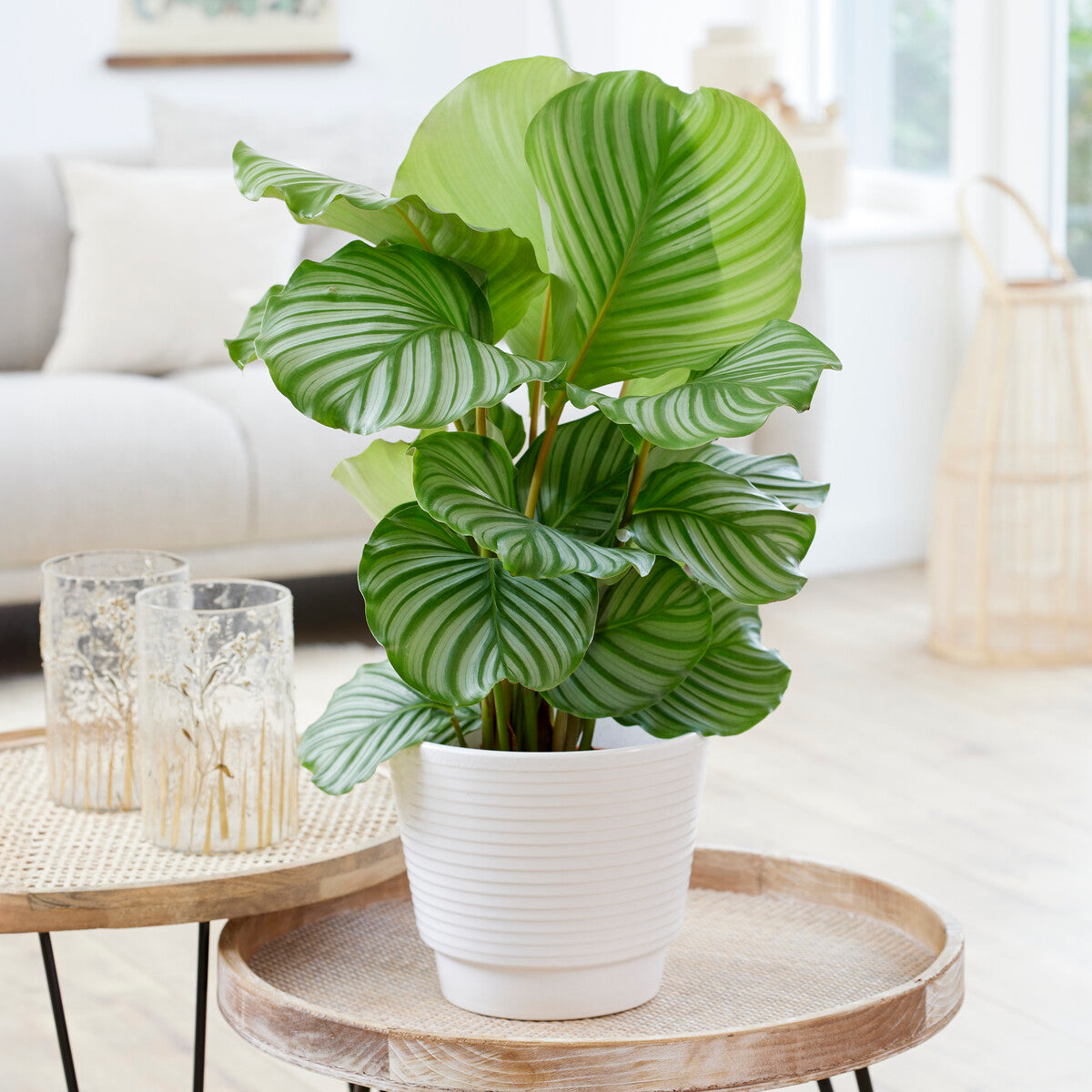 Calathea orbifolia - Calathea orbifolia