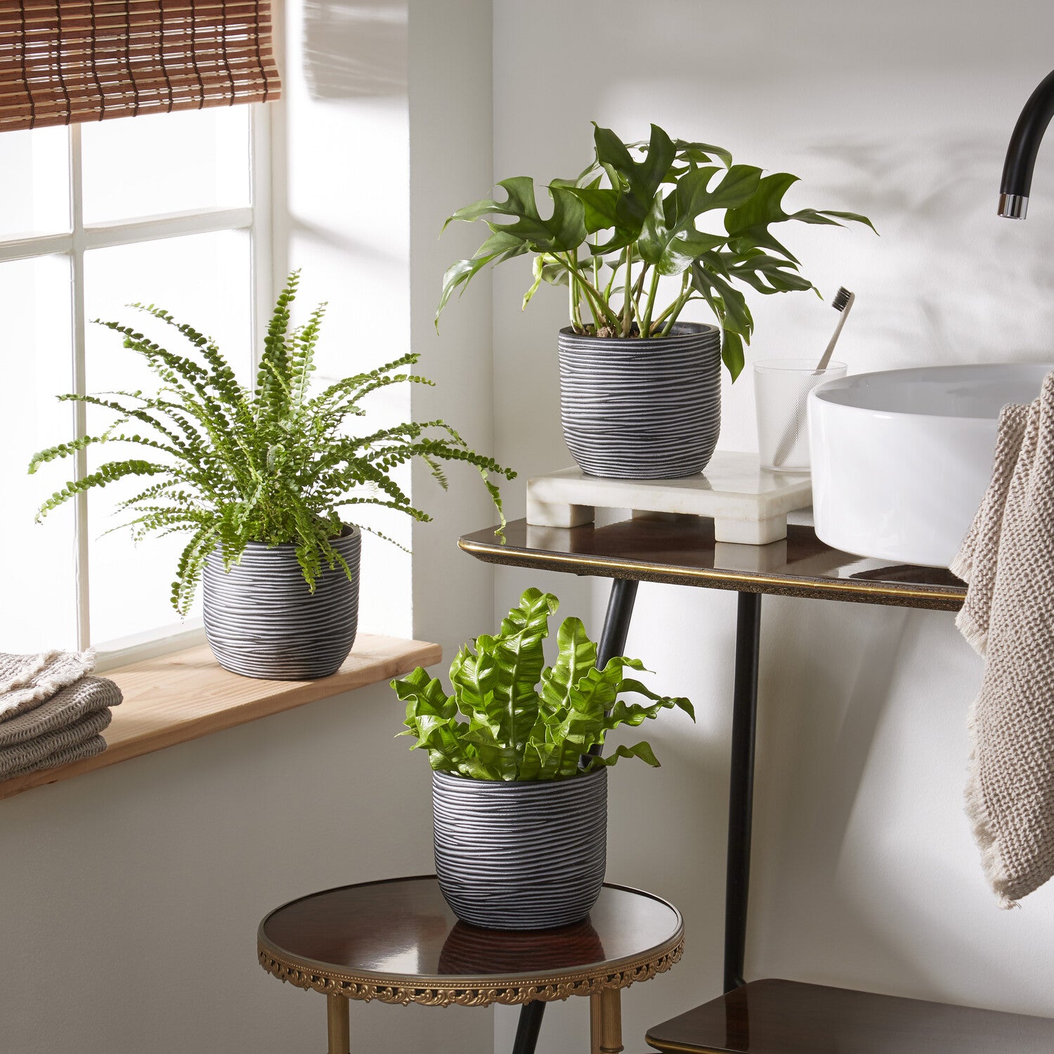Bad-Zimmerpflanzen-Kollektion (x3) - Nephrolepis Duffii, Monstera minima,  Asplenium Crispy Wave