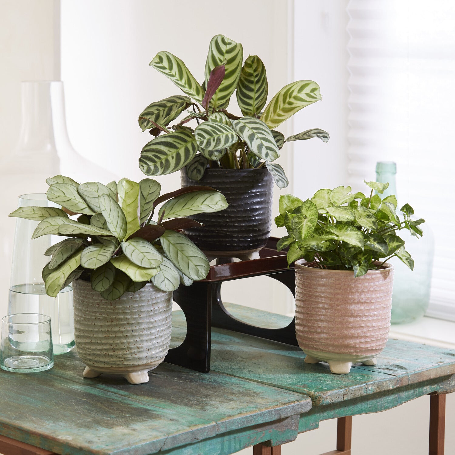 Zimmerpflanzen mit marmoriertem Laub (x3) - Ctenanthe burle marxii,  ctenanthe amagris, syngonium pixie®