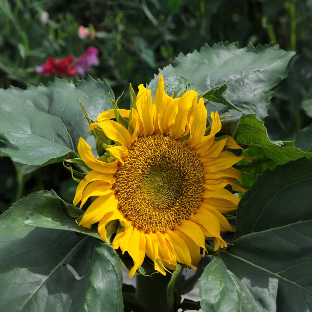 Sonnenblume 'Sunspot' - Bakker