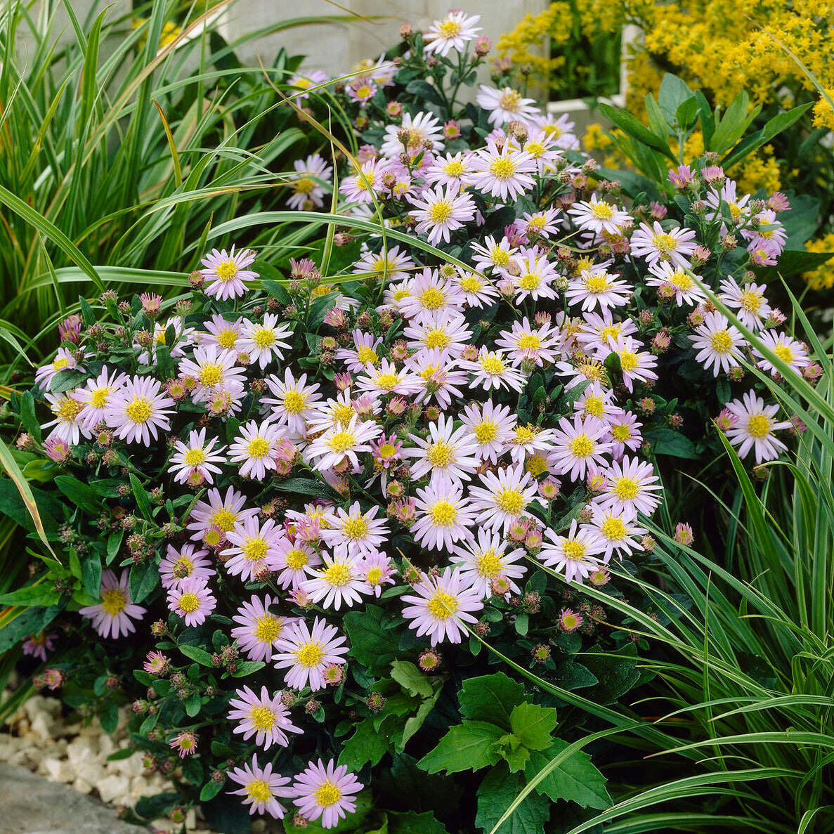Aster ageratoides Stardust - Wild-Aster  'Stardust' - Astern
