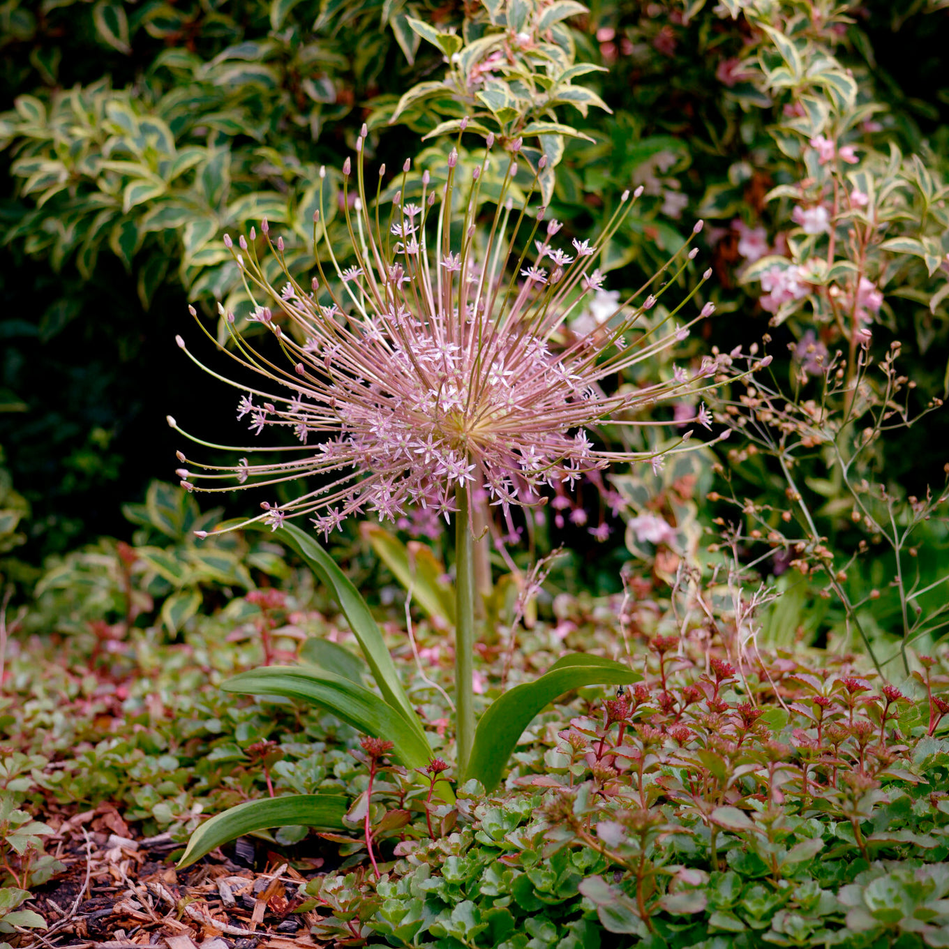 Blumenzwiebeln Schuberts Zierlauch (x5) - Allium schubertii