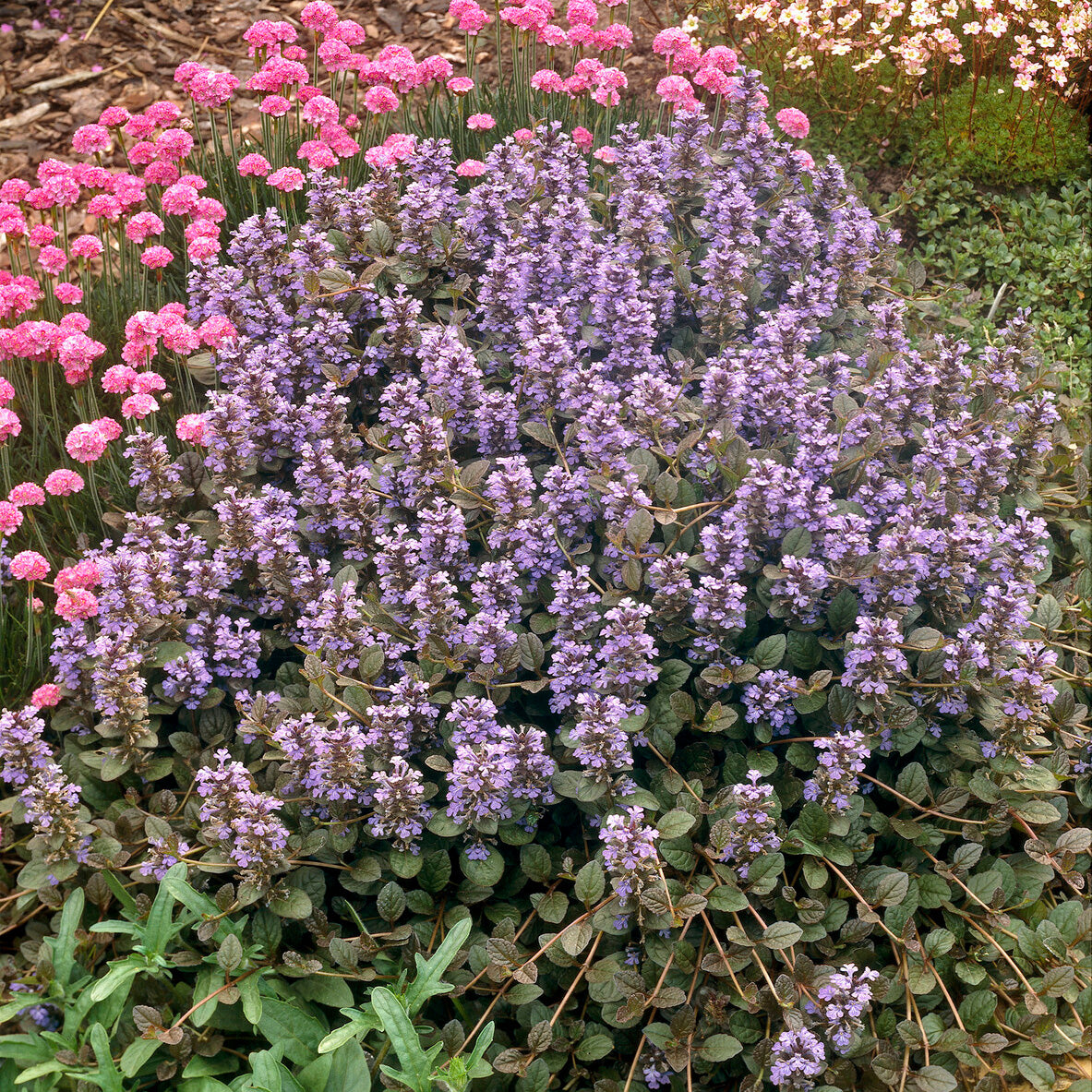 rotlaubiger kriechender günsel Rotblättriger Günsel 'Atropurpurea' - Ajuga reptans Atropurpurea