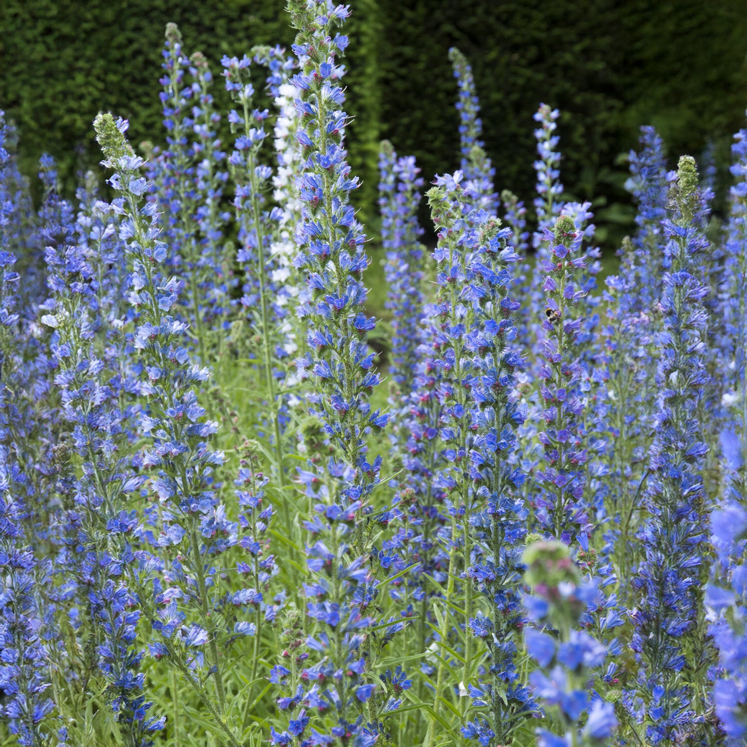 Gewöhnlicher Natternkopf - Echium vulgare - Vipérine commune