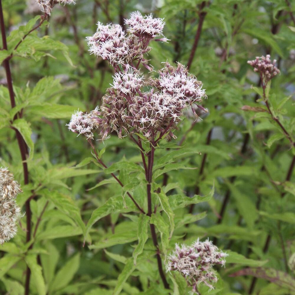 wasserdost düngen Gewöhnlicher Wasserdost - Eupatorium cannabinum