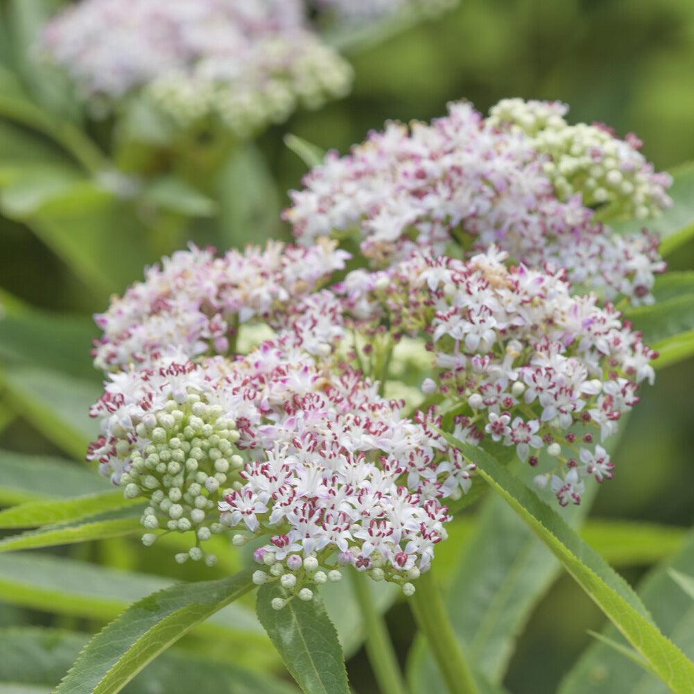 Gewöhnlicher Wasserdost - Eupatorium cannabinum