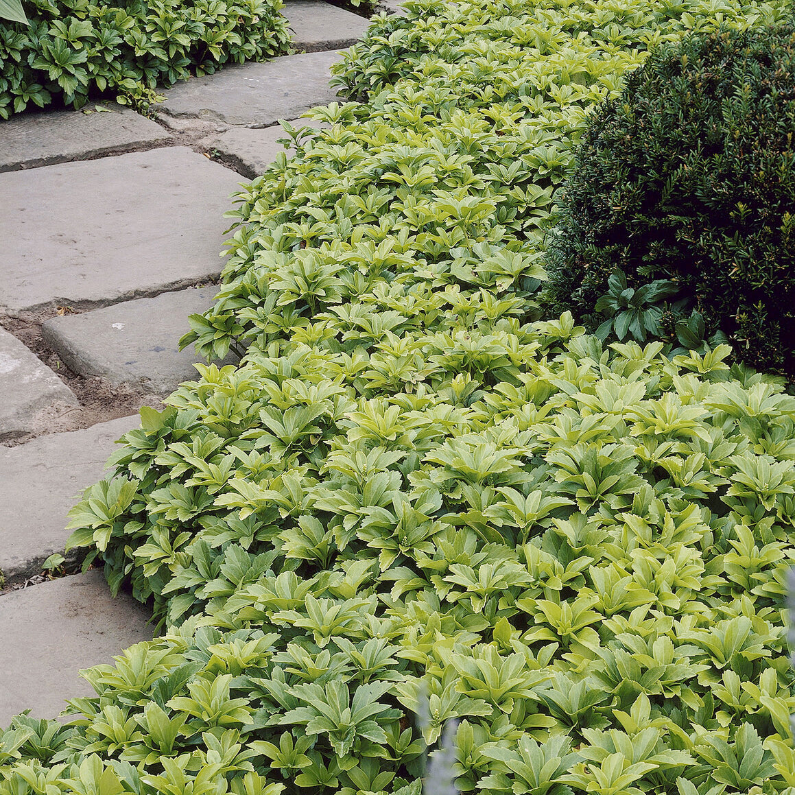 Dickmännchen - Pachysandra terminalis