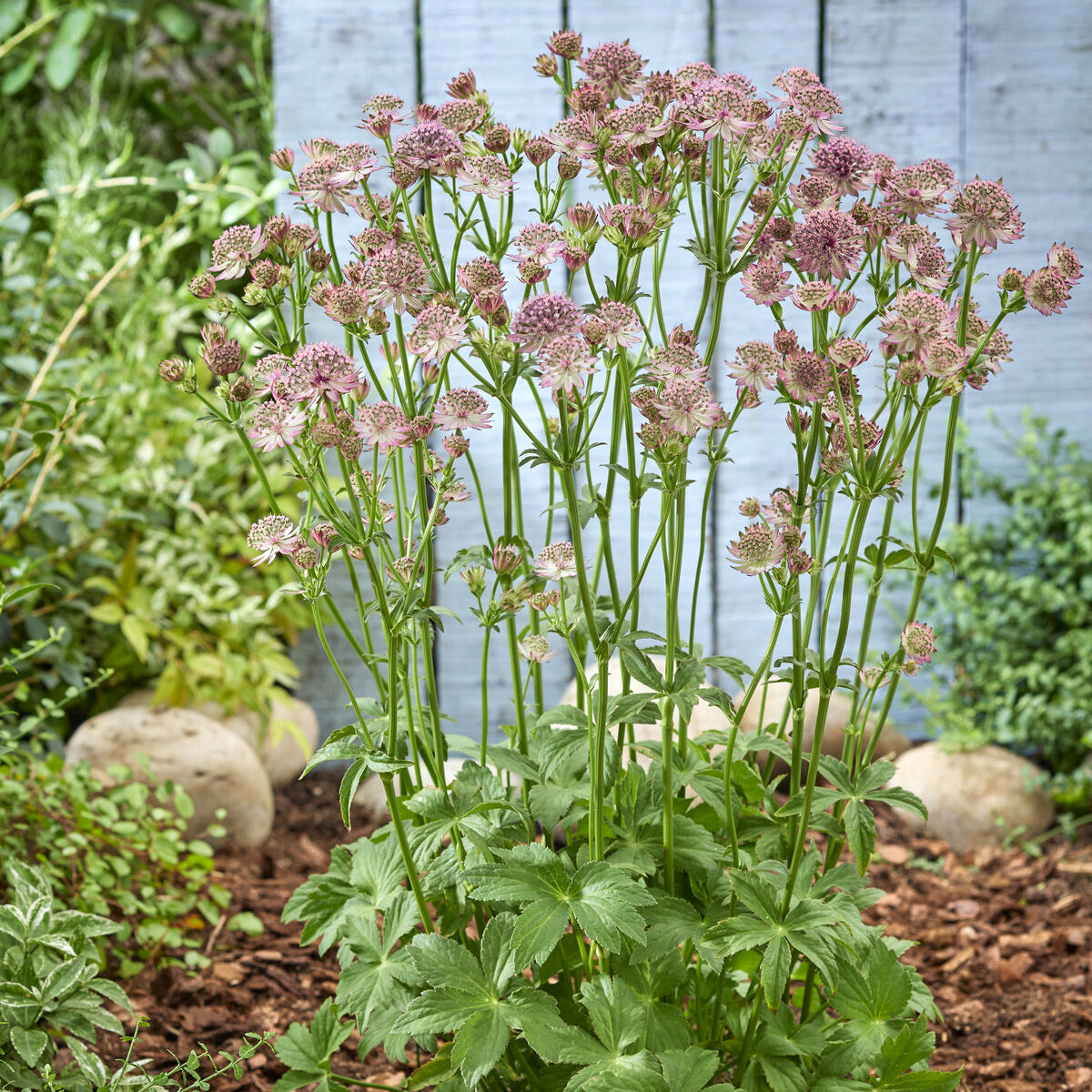 Sterndolde 'Roma' - Astrantia major roma