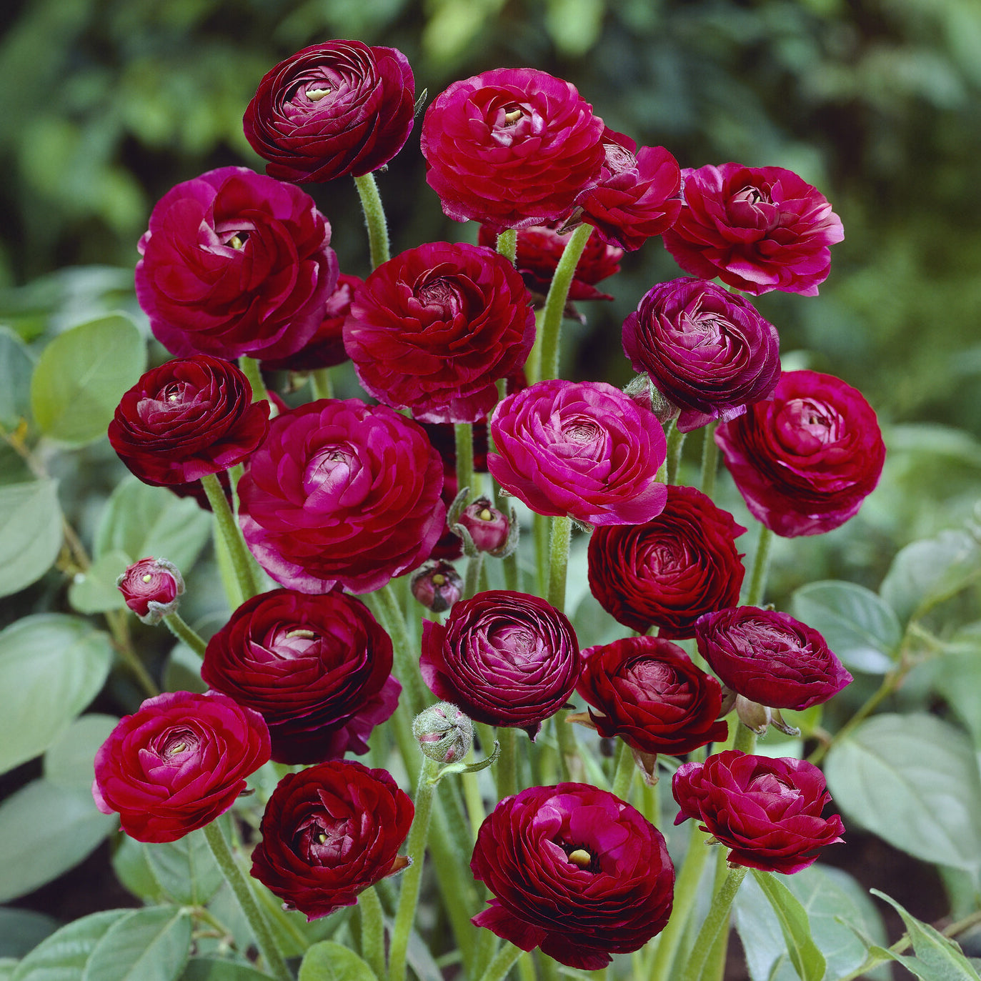 Blumenzwiebeln Asiatische Ranunkeln 'Pauline' (x10) - Ranunculus asiaticus  Pauline