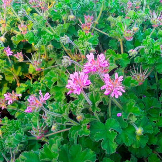 Rosenduft-Geranie - Bakker