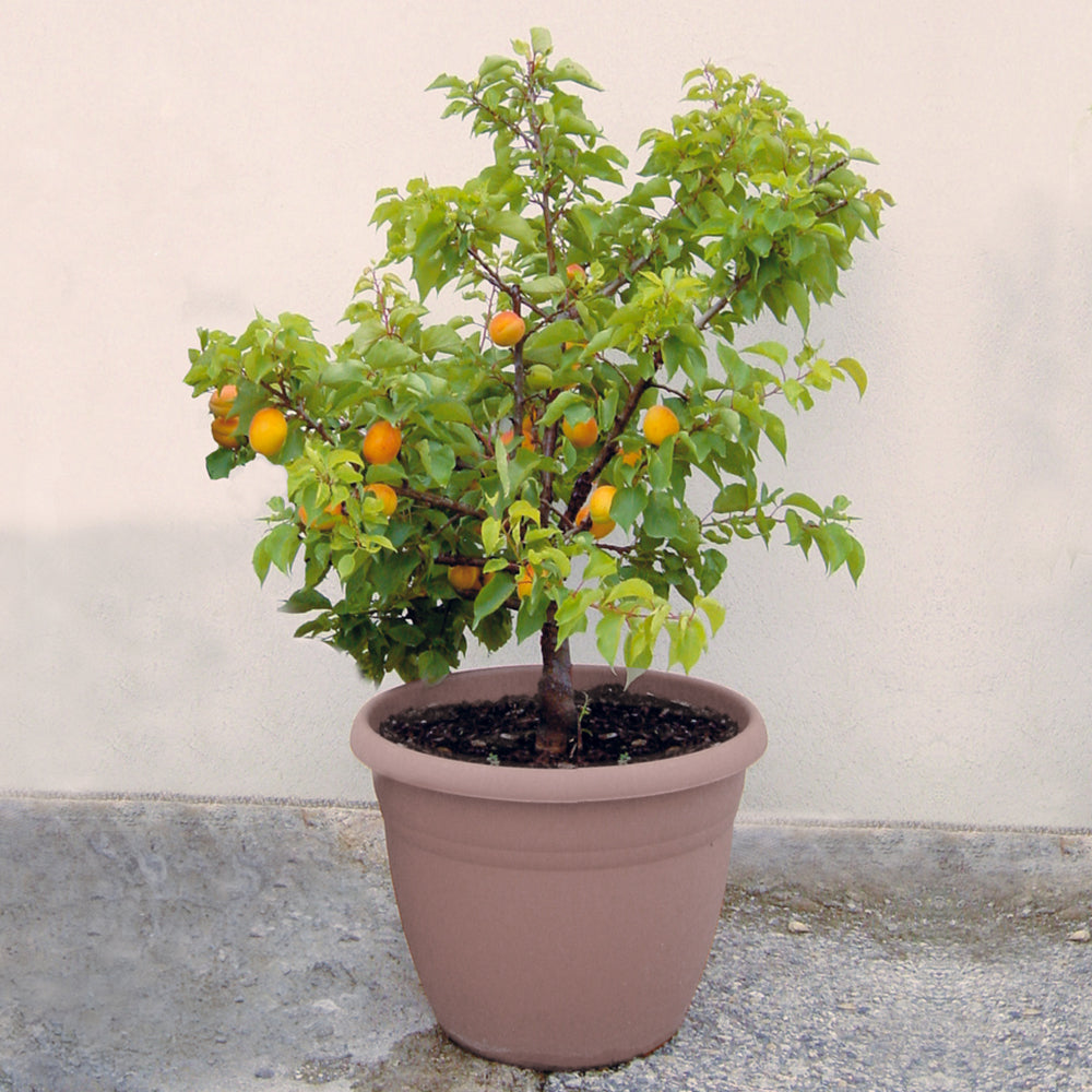 dünger aprikosenbaum Zwergaprikose 'Aprigold' - Prunus armeniaca Aprigold