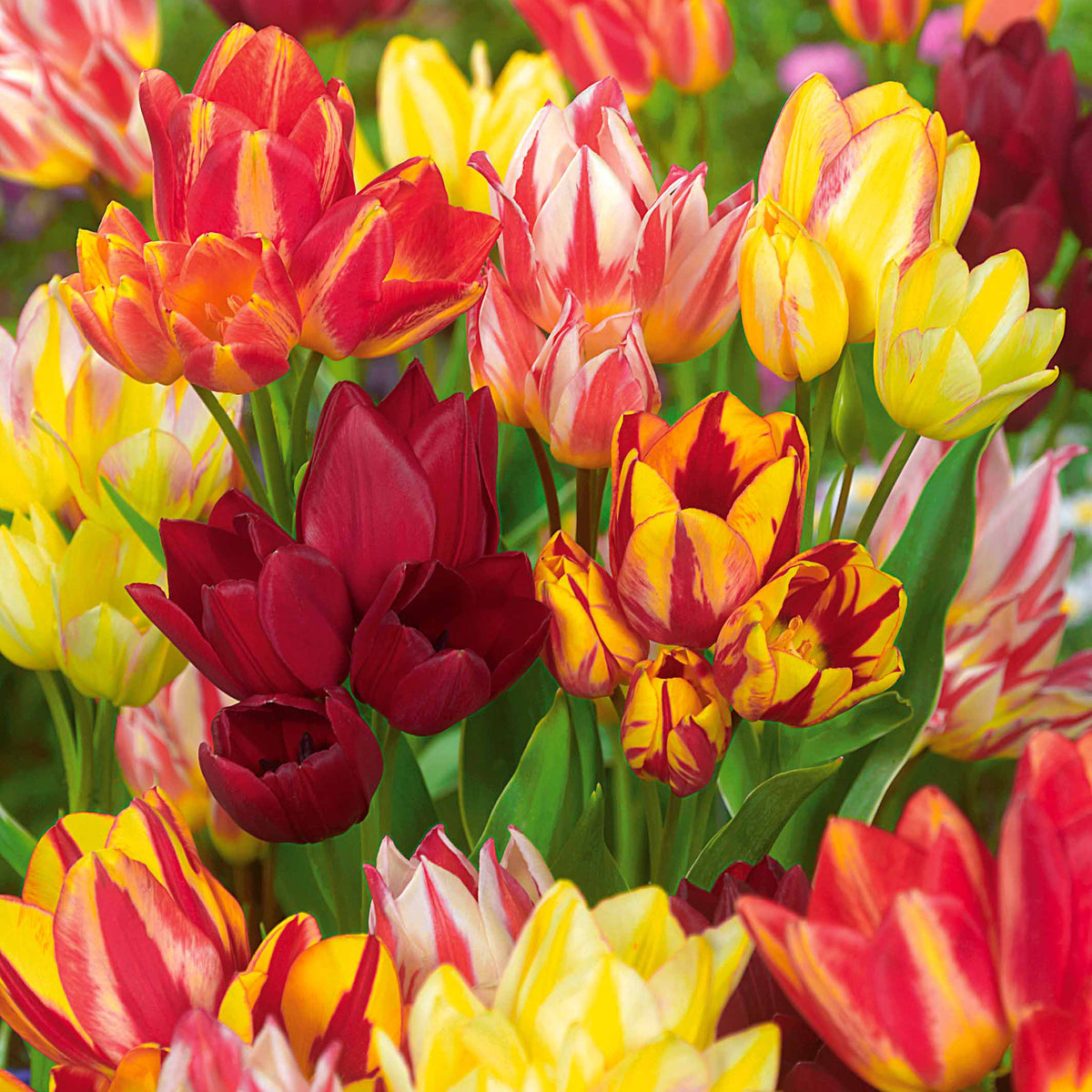 Mehrblütige Tulpen Mischung (x10)