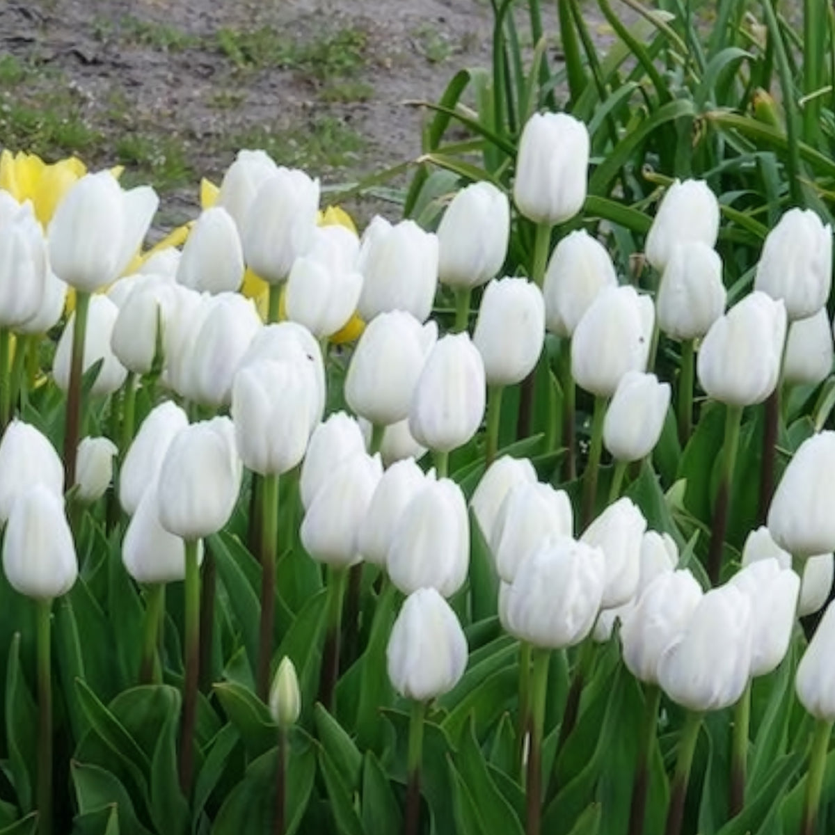 Triumph-Tulpen Royal Virgin - Bakker