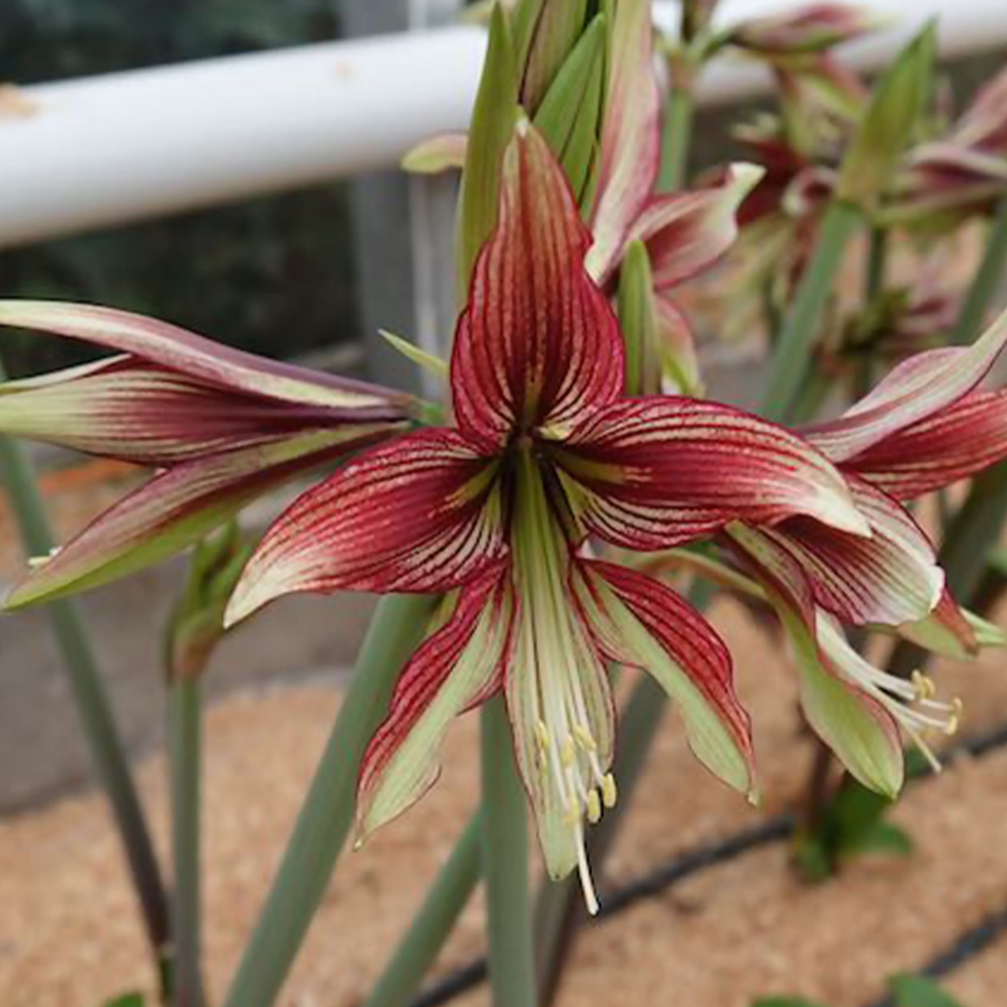 Blumenzwiebeln Ritterstern Mystica - Hippeastrum Mystica | Bakker.com