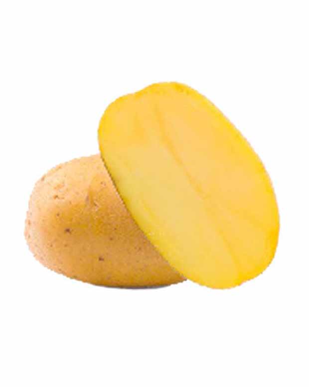 Goldmarie Kartoffeln BIO - Solanum tuberosum goldmarie - Gemüse
