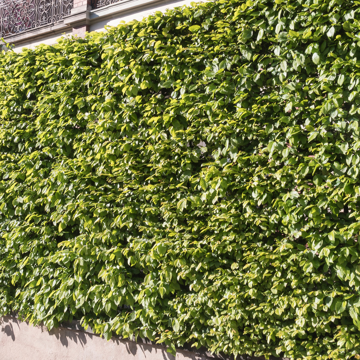 Verkauf Carpinus betulus - Hainbuche (x10)