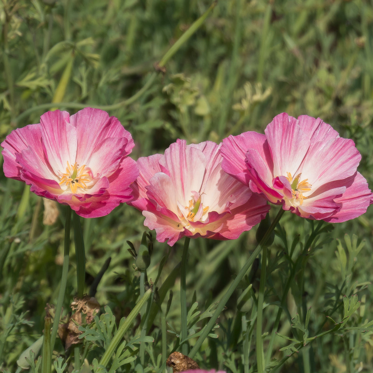 Goldmohn 'Thai Silk Appleblossom' - Samen für einjährige Blumen - Bakker