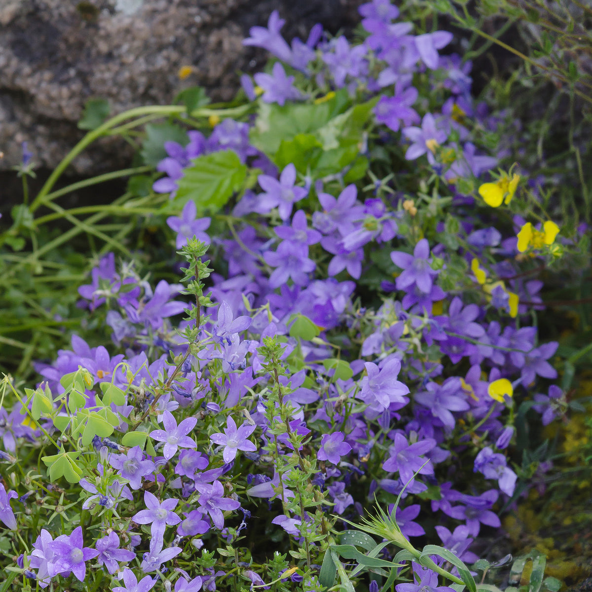 Verkauf Glockenblumen - Mauer-Glockenblume