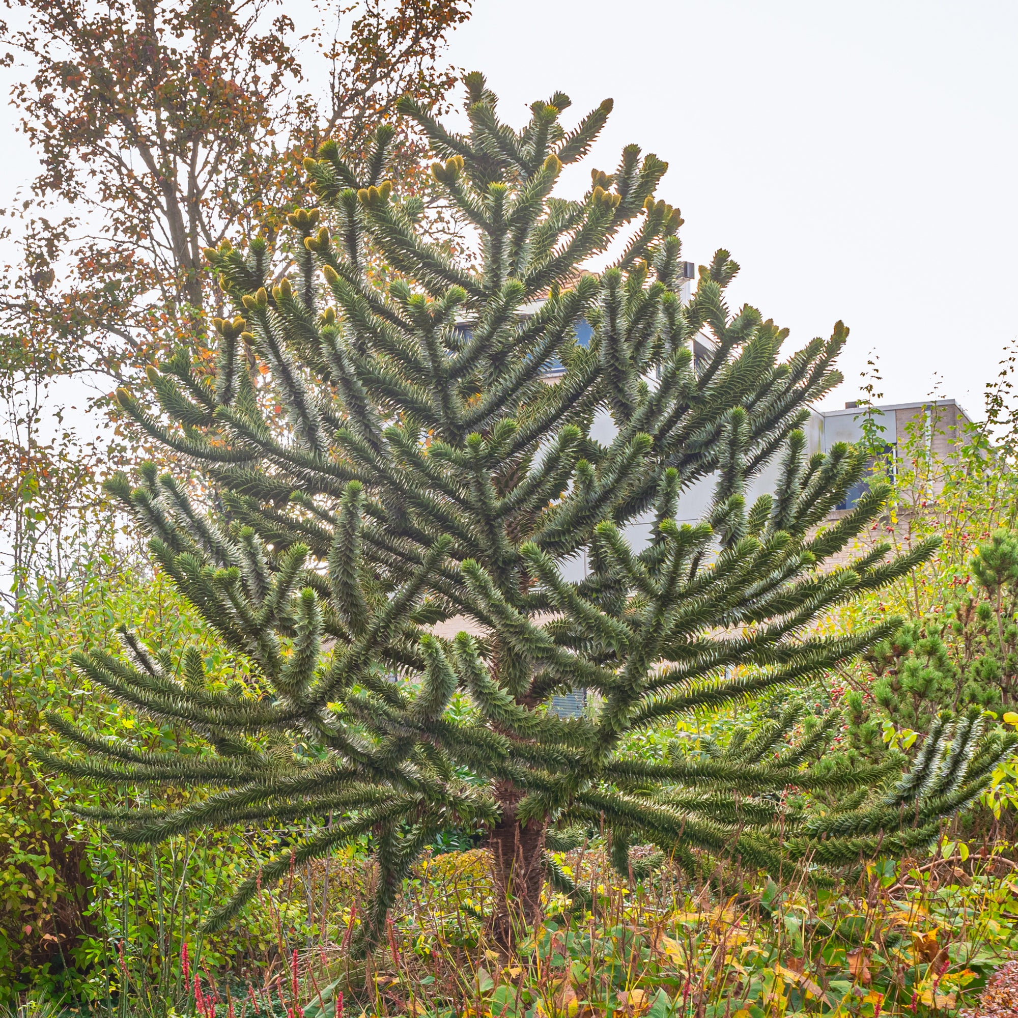 araucaria dünger Affenbaum - Araucaria imbricata