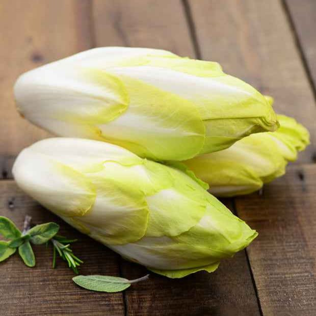 Chicorée ‘Witloof Normale’