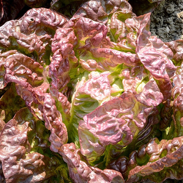 wie lange kann man kopfsalat im kühlschrank aufbewahren Kopfsalat ‘Merveille des quatre saisons’